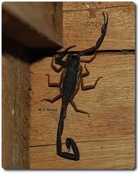 Belizean sting - Slenderbrown scorpion, <i>Centruroides gracilis</i> — Bug  of the Week