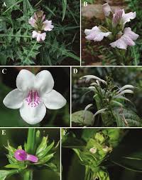 Image result for Acanthaceae