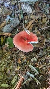 Image result for Russula polyphylla