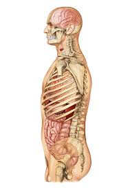 Select from premium human anatomy organs back view images of the highest quality. External Projection Of Internal Organs Photograph By Asklepios Medical Atlas