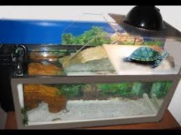 كل شيء عن حوض السلحفاة البرمائية Youtube