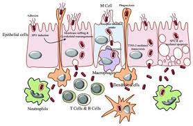 Salmonella Enterica Serovar Typhi Microbewiki