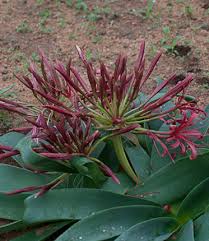 Image result for Acrotome inflata