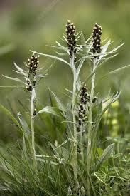 Image result for Gnaphalium unionis