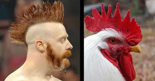 In the cluckutio starts here. Am I The Only One That Thinks Sheamus Looks Like A Giant Chicken Imgur