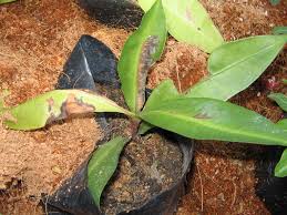 Kacip fatimah is one of the most popular and potent ingredient used in traditional herbal preparation or jamus for afterbirth care. Kacip Fatimah Wikipedia Bahasa Melayu Ensiklopedia Bebas