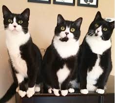 Black And White Tuxedo Cats Ready For New Year S Eve Kitten Love Cats And Kittens Beautiful Kittens