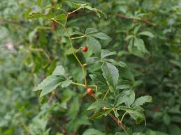 Image result for Vitaceae