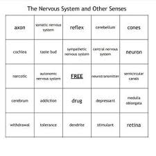 Pin On Biology Ii Vocabulary Bingo Sets