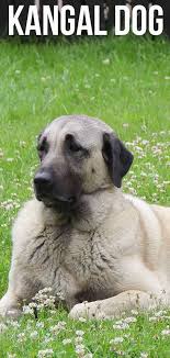 Kangal Dog Can This Guard Dog Be A Pet Too In 2020 Kangal Dog Livestock Guardian Dog White Dog Breeds