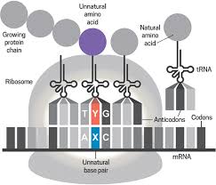 Pin On Genetics