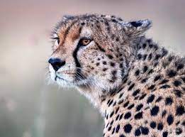 Portrait Of A Beautiful African Cheetah Wilde Tiere Tiere Katzen