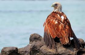 French Birds Of Prey Pictures The French Alps Birds Of Prey Pet Birds Birds