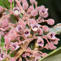 Image result for Heritiera