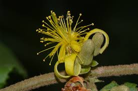 Image result for Grewia forbesii