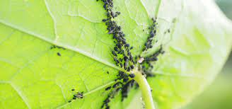 Learn all about black oak trees here. Aphids Cause Sticky Leaves Black Patches Lam Tree Service