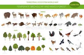 The loss of large native predators has many cascading impacts on forest structure and ecology. Temperate Broadleaf Forest And Mixed Forest Biome Terrestrial Ecosystem World Map Animals Birds And Plants Set 3d Isometric Stock Vector Illustration Of Climate Goldfinch 153222747