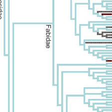 Image result for Flabellariopsis acuminata