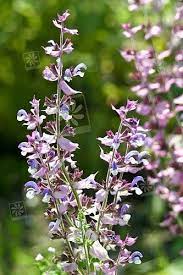 Salvia Sclarea Clary In Flower Garden Photography Salvia Sclarea Garden Photos
