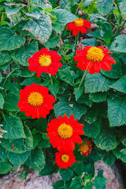 Image result for Tithonia rotundifolia