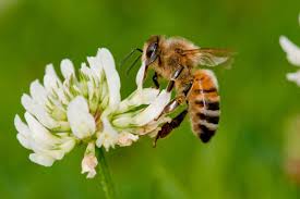 Sep 28, 2019 · arguably the biggest addition to minecraft with the buzzy bees update — besides the bees, obviously — is the new honey block. Honeybees Stress Each Other Out By Warning About Minor Parasites New Scientist