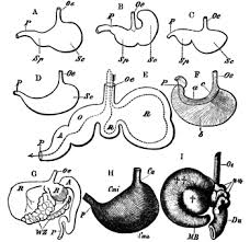 A digestive system is a group of organs consisting of the central gastrointestinal (gi) tract and its associated accessory organs that break down food into smaller how does the digestive system work? Ruminant Wikipedia