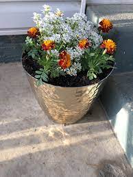 Pin On Plants Garden