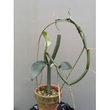 Image result for Vanilla imperialis