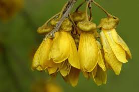 Check spelling or type a new query. KÅwhai 11 Facts About New Zealand S National Flower New Zealand Flower Images Flowers