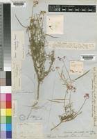 Image result for Cleome maculata