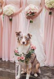 Cute Bridesmaids And Dog Wedding Photo Ideas Dogs Weddingdogs Weddingphotos Weddingphotography Weddingideas W Dog Wedding Photos Dog Wedding Wedding Pets
