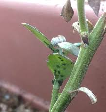 菊 キク にアブラムシが発生したときの対処法は プランター菜園をやってみよう 会社の屋上 で 収穫を目指す 会社員の熱き戦い