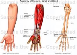Grade 2, or a moderate sprain: Dealing With Wrist Sprains