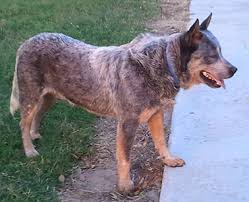 Ain't nothin' but a what colors do australian cattle dogs come in? Texas Blue Heelers Akc Registered Blue Heeler Dogs Waller County Texas