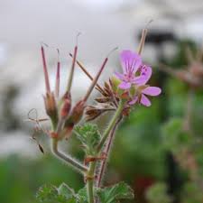 Image result for Pelargonium apetalum