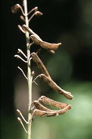 Image result for Desmodium incanum