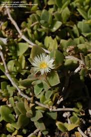 Image result for Delosperma tradescantioides