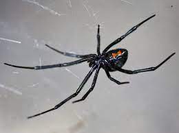 The joke is, of course, referring to the black widow spider's penchant for eating her mate. Latrodectus Wikipedia