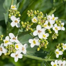 Image result for Crambe hispanica