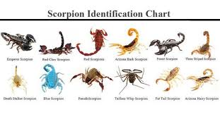Different Types Of Scorpions Species Scorpion