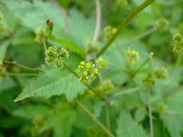 Image result for Sanicula elata