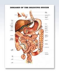 Diseases Of The Digestive System Chart 20x26 In 2020 Digestive System Anatomy Human Digestive System Digestive System