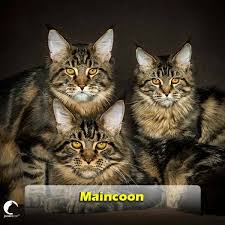 Terbaru Cara Lebatkan Bulu Kucing Jooara Cat Cute Bulus Facebook