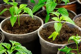 Die beste zeit um paprika auszugeizen. Paprika Anbauen Aussaat Pflege Und Erntezeit Plantura