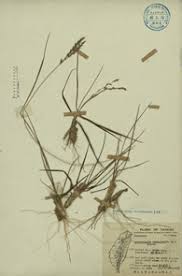 Image result for Alloteropsis semialata