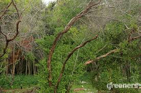 Natural kondisi pohon sangat subur. Stigi Pohon Khas Pesisir Kaya Manfaat Greeners Co