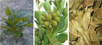 Image result for Icacinaceae