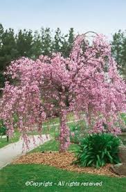 Aug 21, 2021 · enjoy your brilliant, beautiful cherry blossoms! Princepalace Co Th Okame Cherry Tree 6 12 Tall In 3ppot Weeping Barbados Flowering Cherry Live Plant Yoshino Kwanzan Patio Lawn Garden Gardening