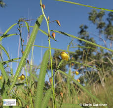 Image result for Chamaecrista mimosoides