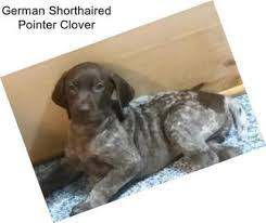 Find german shorthaired pointers for sale in san jose, ca on oodle classifieds. German Shorthaired Pointer Puppies For Sale In Fresno Agriseek Com